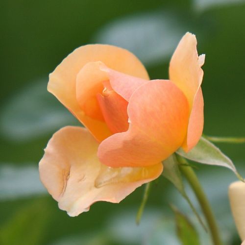 Rosa Portoroź - oranžová - záhonová ruža - floribunda